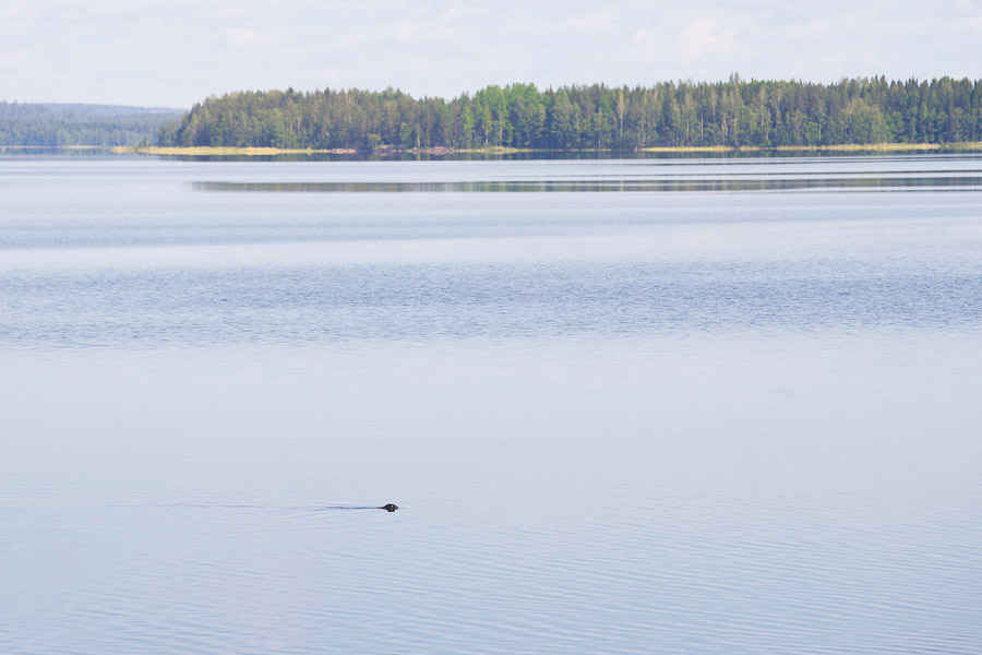 Norppa Linnansaaren kansallispuisto Linnansaari melonta kayaking Finland Saimaa Lake Savonlinna