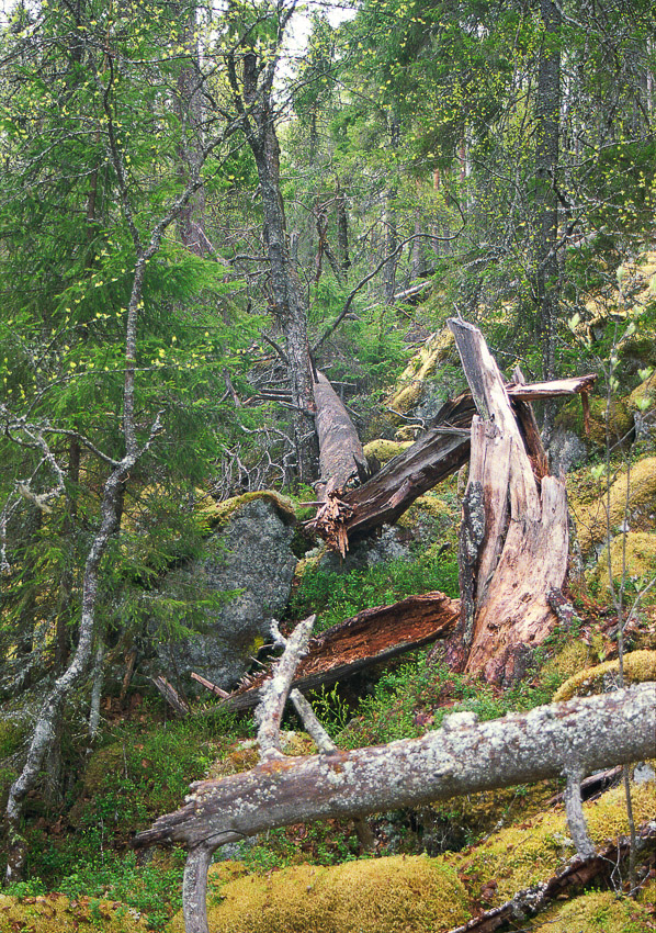 kalajanvuori konnevesi konneveden kansallispuisto old forest finland
