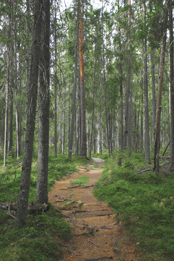 Pyhä-Häkki Pyhä-Häkin kansallispuisto National Park Finland