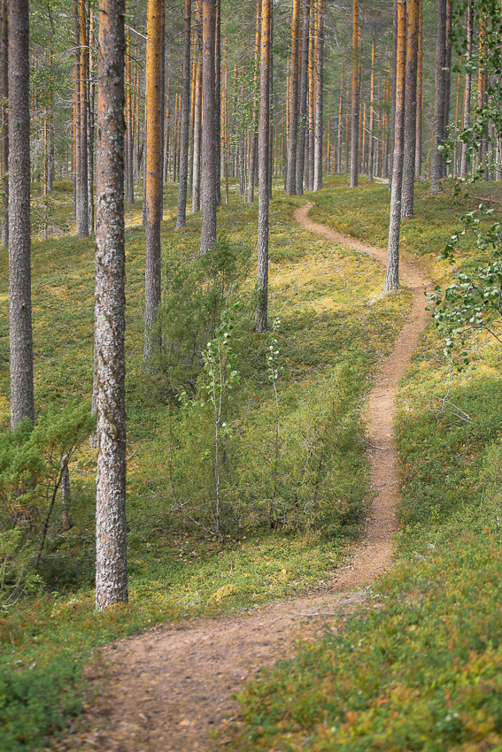 Rokuan kansallispuisto MTB maastopyöräily Rokua National Park Finland