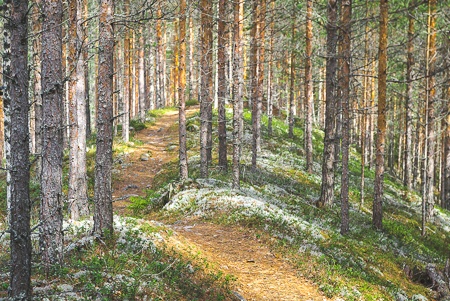 pyöräily Poronpolku maastopyöräily Loppi Komion luonnonsuojelualue MTB Finland