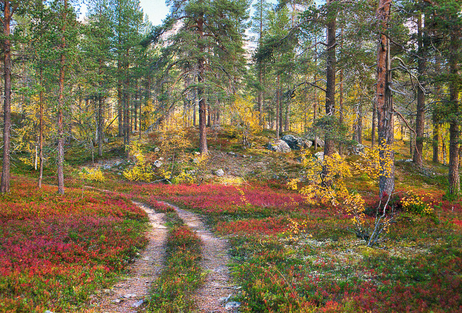 Hike in Urho Kekkonen National Park Finland Vaellus Ruskavaellus Urho Kekkosen kansallispuistossa