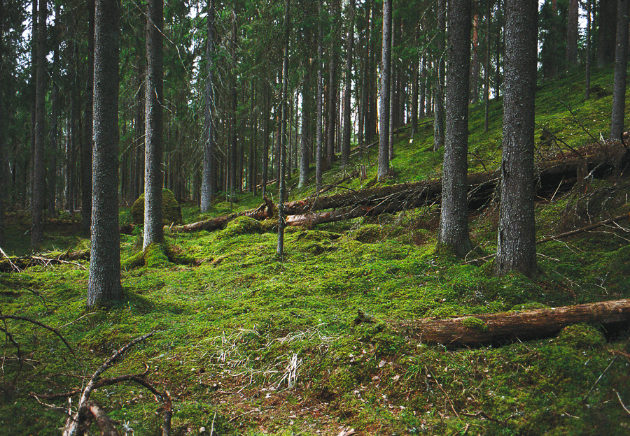 Liesjärven kansallispuisto vanhaa metsää Liesjärven kansallispuistossa old forest Liesjärvi National Park Finland