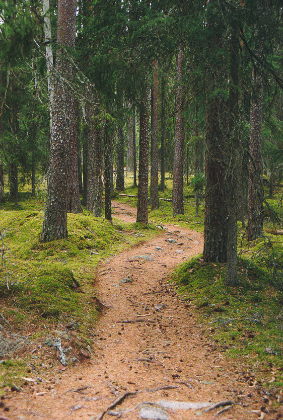 Liesjärven kansallispuisto vanhaa metsää Liesjärven kansallispuistossa forest path trail in Liesjärvi National Park Finland