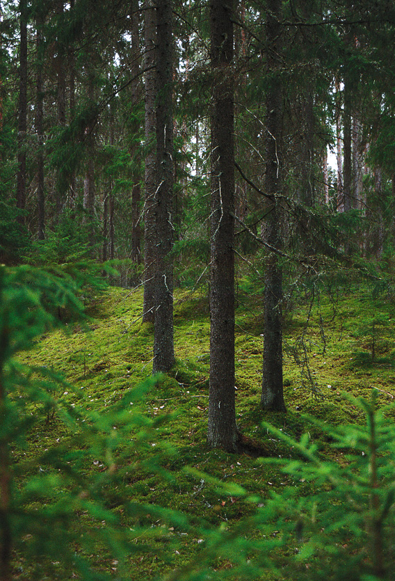 Liesjärven kansallispuisto vanhaa metsää Liesjärven kansallispuistossa old forest Liesjärvi National Park Finland